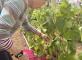 Un air de vendanges à la Résidence Les Jardins Médicis Avenay-Val-d'Or